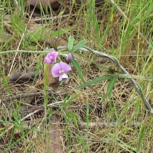 Glycine clandestina at Weetangera, ACT - 5 Nov 2022