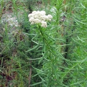 Cassinia aculeata subsp. aculeata at Weetangera, ACT - 5 Nov 2022 03:14 PM