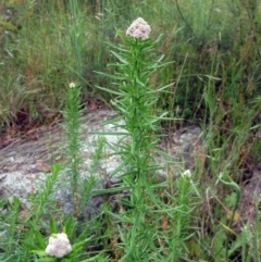 Cassinia aculeata subsp. aculeata at Weetangera, ACT - 5 Nov 2022