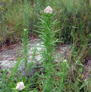 Cassinia aculeata subsp. aculeata at Weetangera, ACT - 5 Nov 2022 03:14 PM