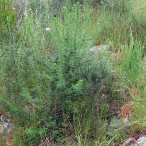 Cassinia aculeata subsp. aculeata at Weetangera, ACT - 5 Nov 2022 03:14 PM