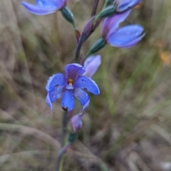 Thelymitra ixioides (Dotted Sun Orchid) at Lake George, NSW - 6 Nov 2022 by MPennay