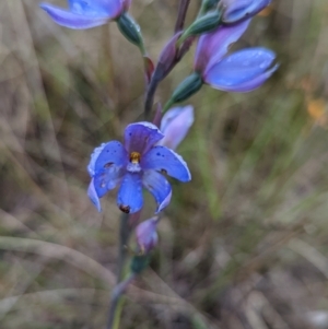 Thelymitra ixioides at Lake George, NSW - 6 Nov 2022