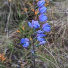 Thelymitra ixioides at Lake George, NSW - suppressed