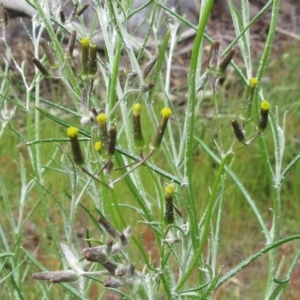 Senecio quadridentatus at Weetangera, ACT - 5 Nov 2022