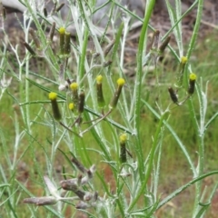 Senecio quadridentatus (Cotton Fireweed) at The Pinnacle - 5 Nov 2022 by sangio7