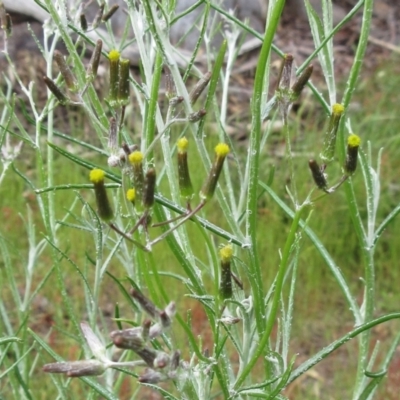 Senecio quadridentatus (Cotton Fireweed) at The Pinnacle - 5 Nov 2022 by sangio7