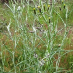 Senecio quadridentatus at Weetangera, ACT - 5 Nov 2022