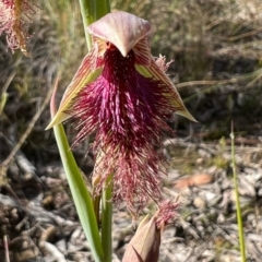 Calochilus platychilus (Purple Beard Orchid) at QPRC LGA - 6 Nov 2022 by Safarigirl