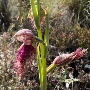 Calochilus platychilus at Burra, NSW - 6 Nov 2022