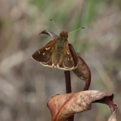 Toxidia doubledayi (Lilac Grass-skipper) at Alpine, NSW - 16 Oct 2022 by JanHartog