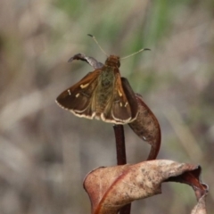 Toxidia doubledayi (Lilac Grass-skipper) at Wingecarribee Local Government Area - 16 Oct 2022 by JanHartog