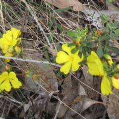 Hibbertia obtusifolia (Grey Guinea-flower) at Weetangera, ACT - 5 Nov 2022 by sangio7