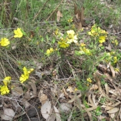 Hibbertia obtusifolia at Weetangera, ACT - 5 Nov 2022