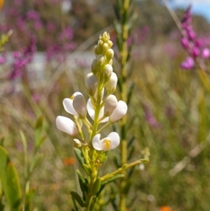 Comesperma ericinum at Mount Fairy, NSW - 2 Nov 2022