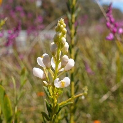 Comesperma ericinum (Heath Milkwort) at Mount Fairy, NSW - 2 Nov 2022 by RobG1