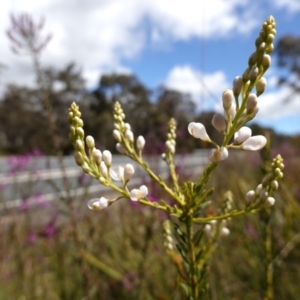 Comesperma ericinum at Mount Fairy, NSW - 2 Nov 2022