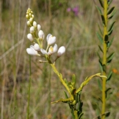 Comesperma ericinum at Mount Fairy, NSW - 2 Nov 2022