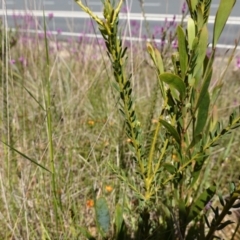 Comesperma ericinum at Mount Fairy, NSW - 2 Nov 2022