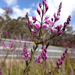 Comesperma ericinum at Mount Fairy, NSW - 2 Nov 2022