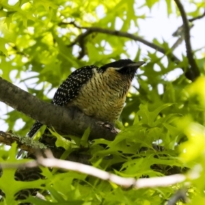 Eudynamys orientalis at Higgins, ACT - 6 Nov 2022