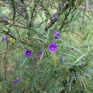 Solanum linearifolium at Weetangera, ACT - 5 Nov 2022 03:42 PM