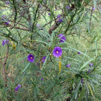 Solanum linearifolium (Kangaroo Apple) at Weetangera, ACT - 5 Nov 2022 by sangio7