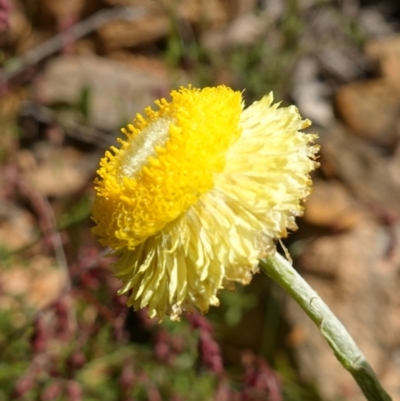 Coronidium scorpioides (Button Everlasting) at Mount Fairy, NSW - 2 Nov 2022 by RobG1