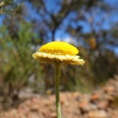 Coronidium scorpioides at Mount Fairy, NSW - 2 Nov 2022