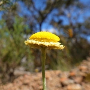 Coronidium scorpioides at Mount Fairy, NSW - 2 Nov 2022