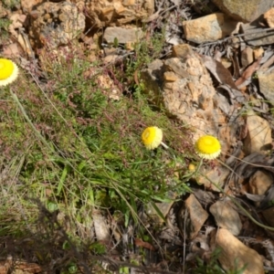 Coronidium scorpioides at Mount Fairy, NSW - 2 Nov 2022