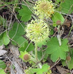 Hydrocotyle laxiflora at Hawker, ACT - 5 Nov 2022