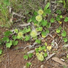 Hydrocotyle laxiflora at Hawker, ACT - 5 Nov 2022