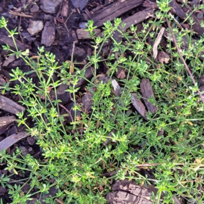 Galium murale (Small Bedstraw) at Watson, ACT - 4 Nov 2022 by abread111