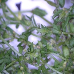 Galium murale at Watson, ACT - 4 Nov 2022 05:53 PM