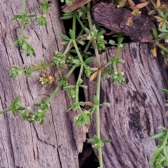 Galium murale at Watson, ACT - 4 Nov 2022 05:53 PM