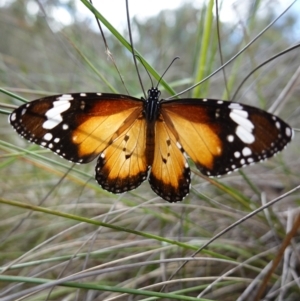 Danaus petilia at Mount Fairy, NSW - suppressed