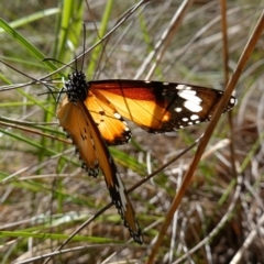 Danaus petilia at Mount Fairy, NSW - suppressed