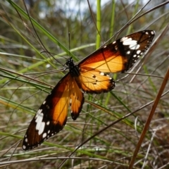 Danaus petilia at Mount Fairy, NSW - suppressed