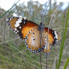 Danaus petilia at Mount Fairy, NSW - suppressed