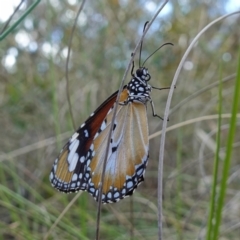 Danaus petilia at Mount Fairy, NSW - suppressed