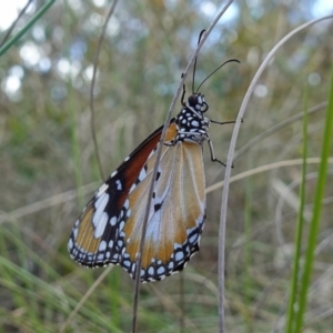 Danaus petilia at Mount Fairy, NSW - suppressed