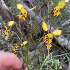 Diuris sp. (A donkey orchid) at Bluetts Block Area - 29 Oct 2022 by Ned_Johnston