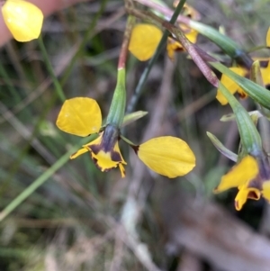 Diuris sp. at Molonglo Valley, ACT - suppressed