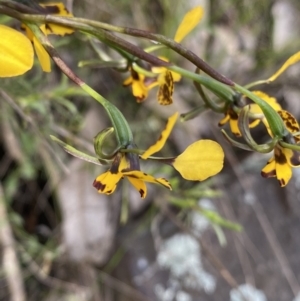 Diuris sp. at Molonglo Valley, ACT - suppressed