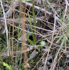 Diuris sp. at Molonglo Valley, ACT - suppressed