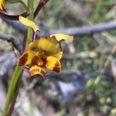Diuris semilunulata (Late Leopard Orchid) at Molonglo Valley, ACT - 29 Oct 2022 by Ned_Johnston