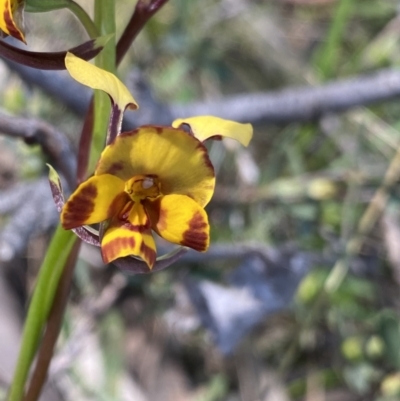 Diuris semilunulata (Late Leopard Orchid) at Molonglo Valley, ACT - 29 Oct 2022 by Ned_Johnston