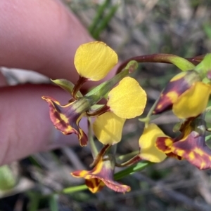 Diuris semilunulata at Molonglo Valley, ACT - suppressed