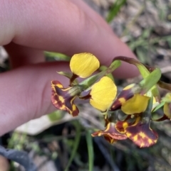 Diuris semilunulata at Molonglo Valley, ACT - 29 Oct 2022